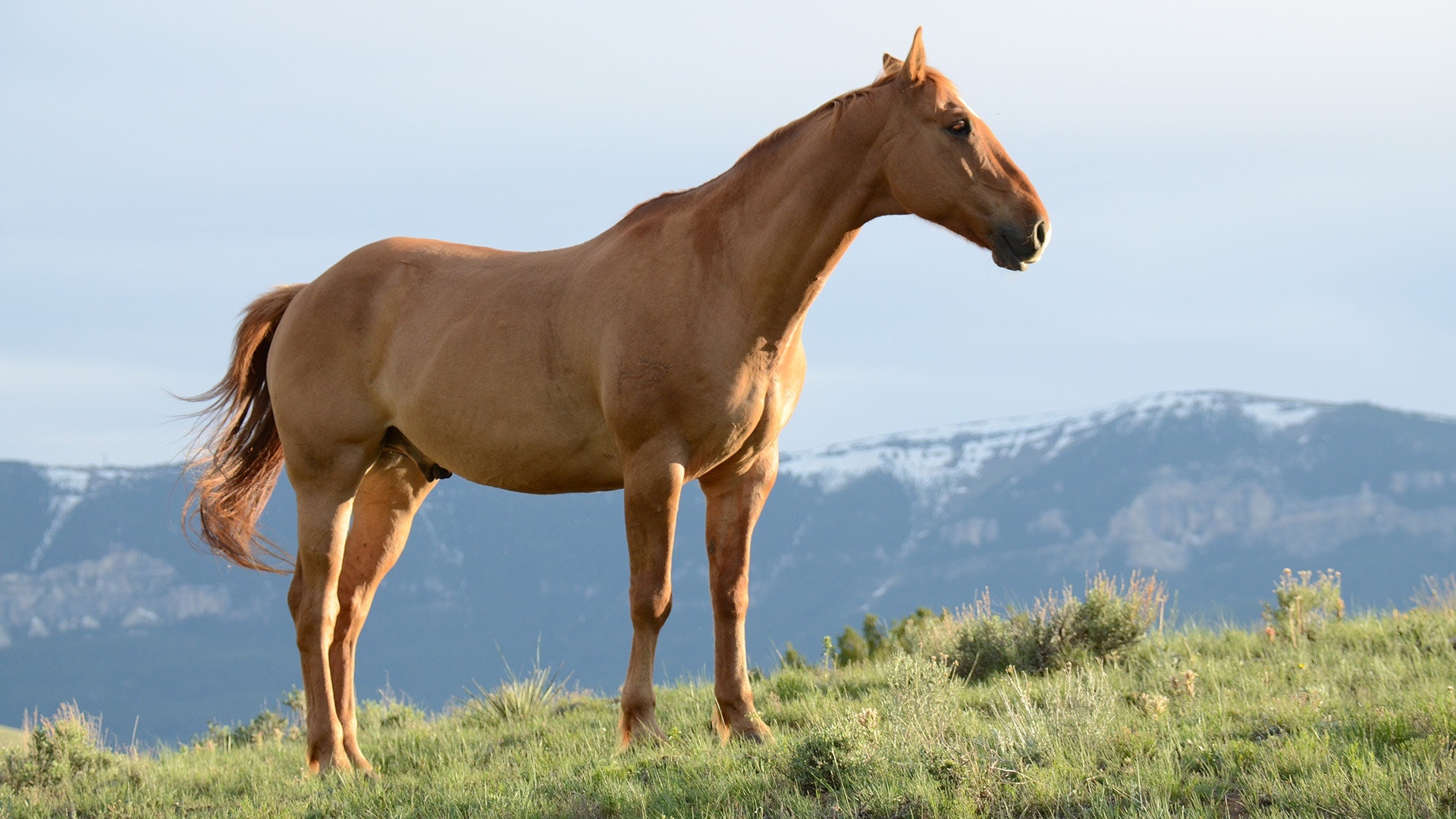Brązowy koń stojący na zboczu wzgórza na zielonej trawie